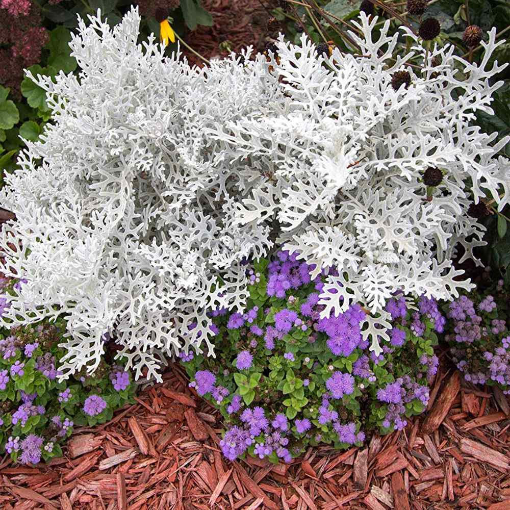 Silver Dust, Cineraria Maritima Seeds