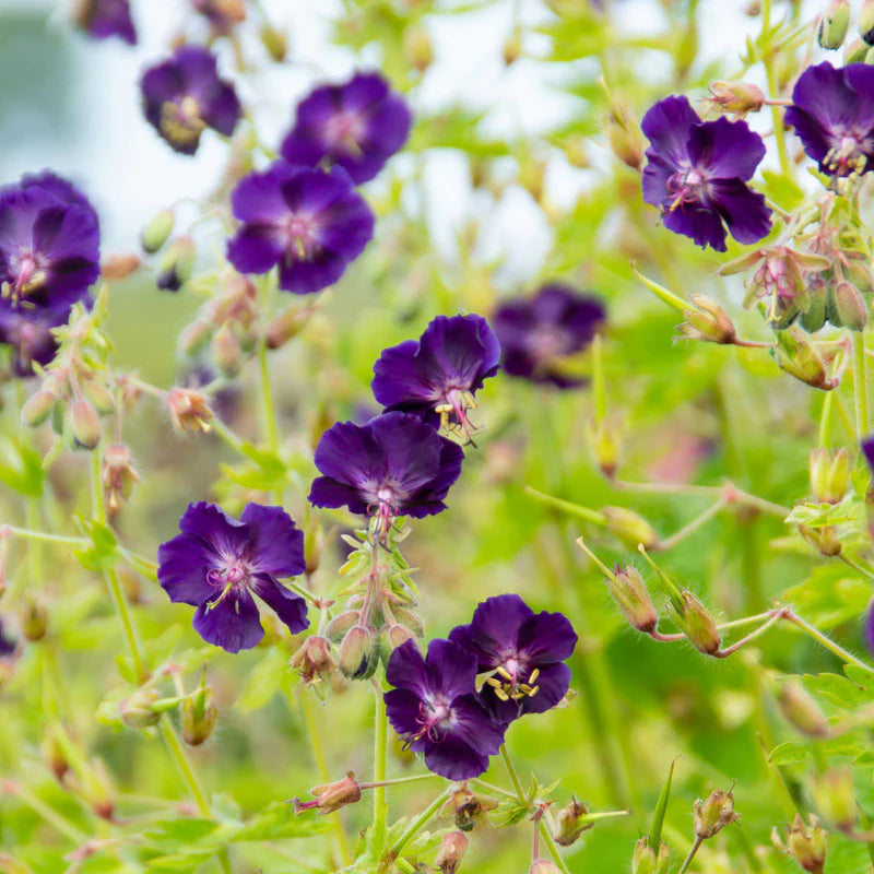 Raven Everblooming Hardy Geranium