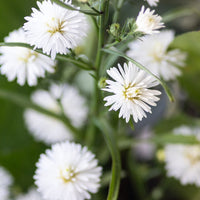 White Ladies Belgian Aster