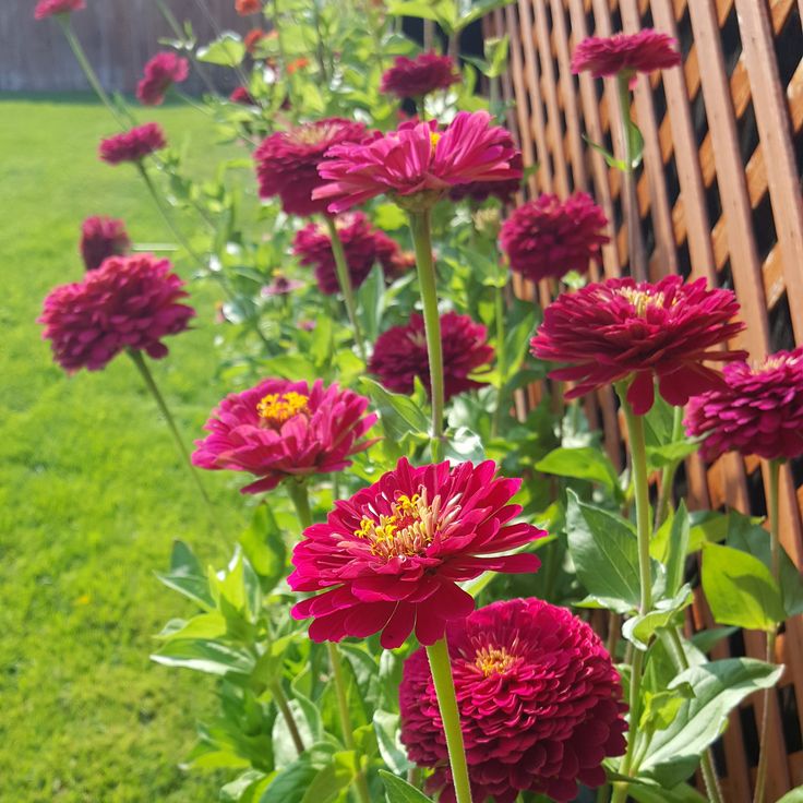 Zinnia- Benary's Giant Wine