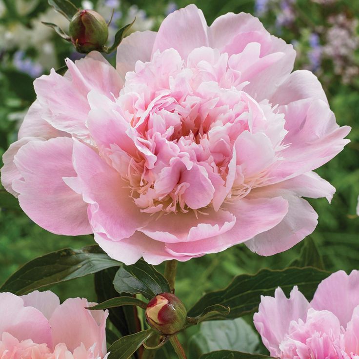 Alertie Peony