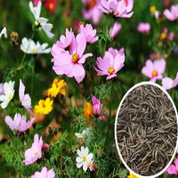 Wildflower Northeast Mix Seeds