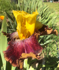 All the Time Reblooming Bearded Iris Seeds