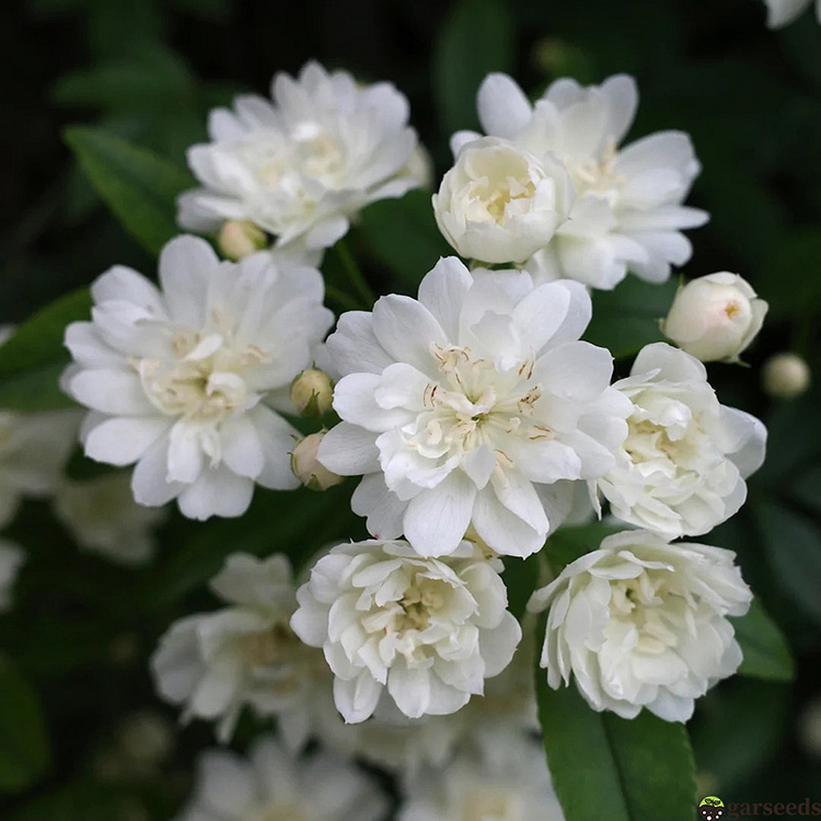 Banksia Rose Seeds