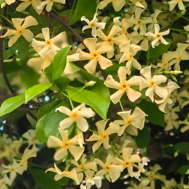 Windmill Jasmine Flower Seeds