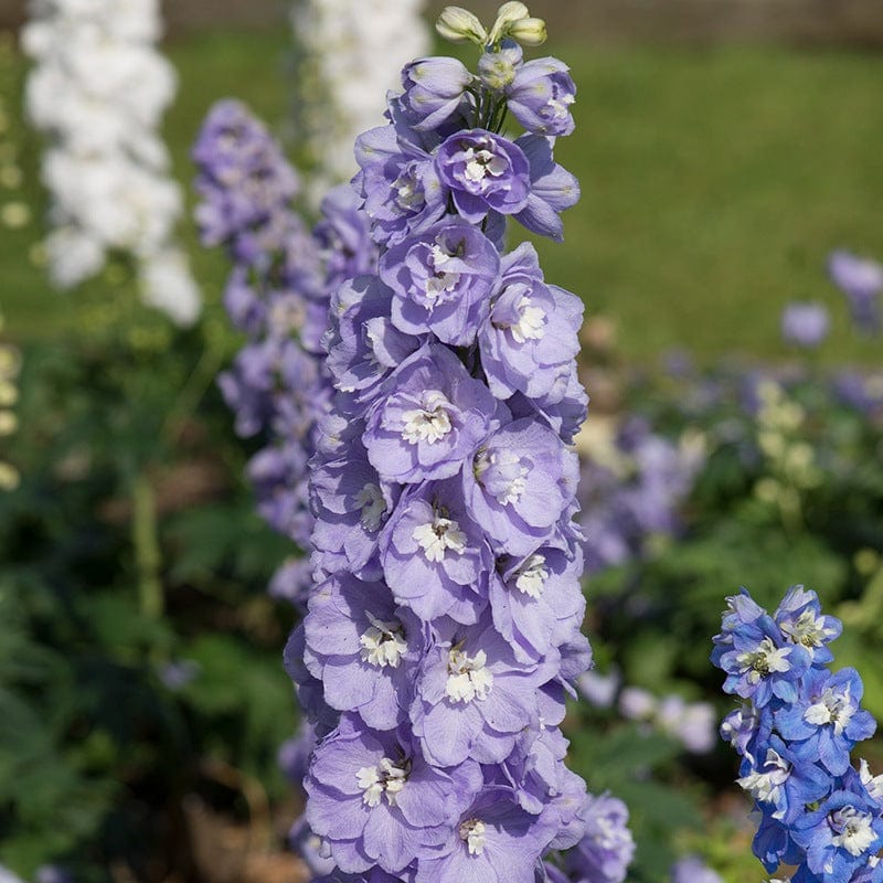 Guardian Lavender – Delphinium Seed