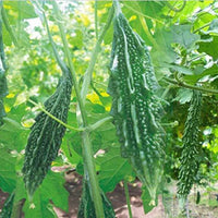 Bitter Gourd Jonpuri Vegetable Seeds