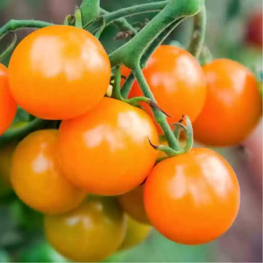 Valencia – Organic Tomato Seed