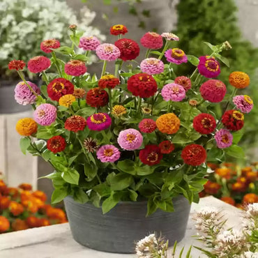 Sunbow Mix – Zinnia Seed