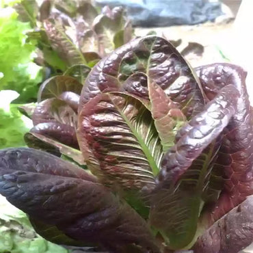 Teodore – Lettuce Seed