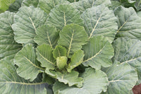 Top Bunch 2.0 – Collard Seed