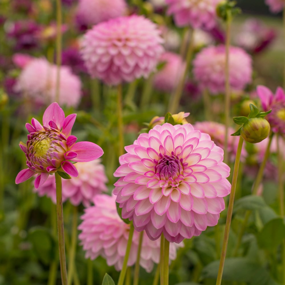 Arbatax Dahlia