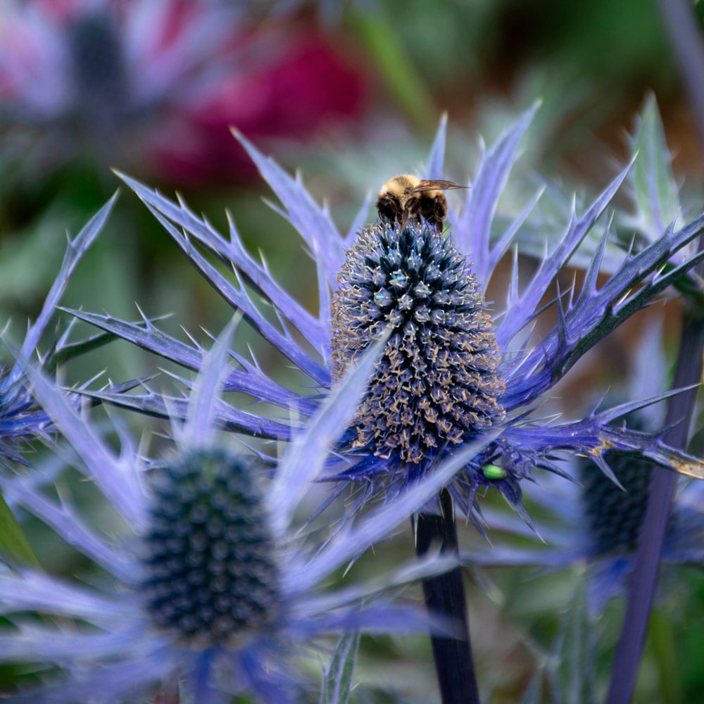 Big Blue Sea Holly