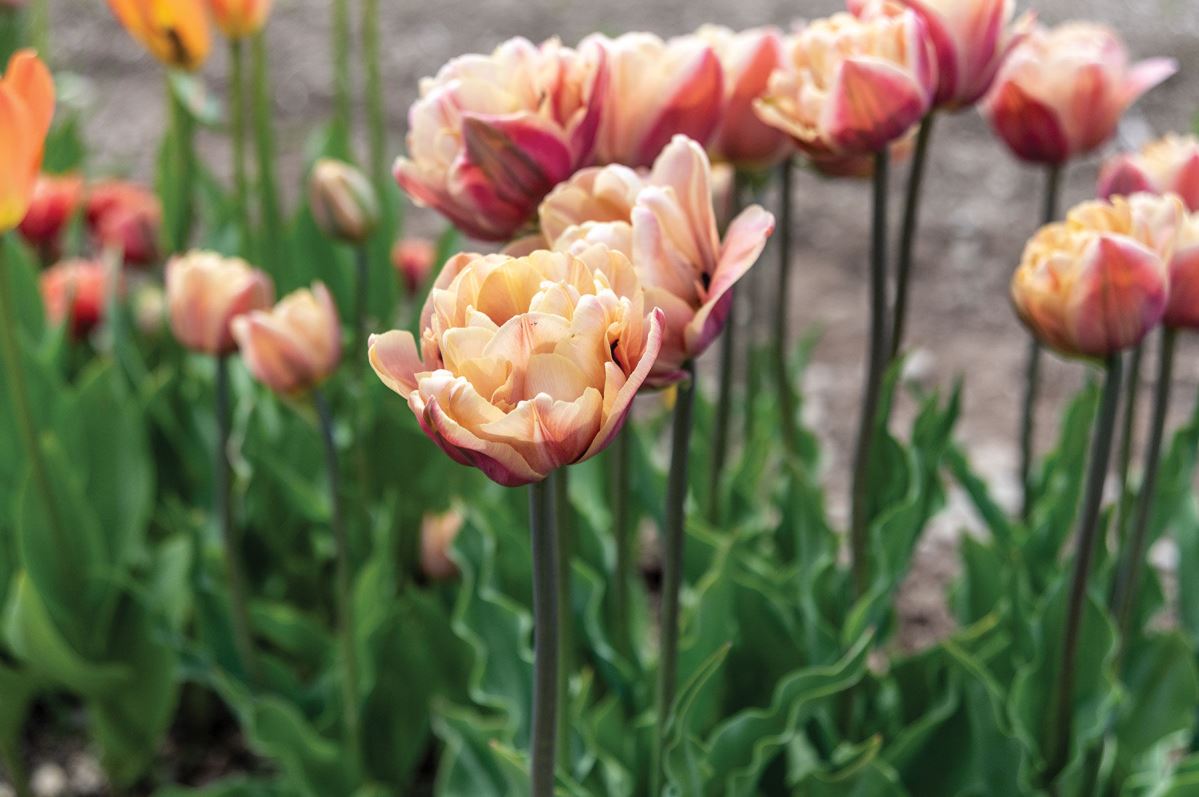 La Belle Epoque – Tulip