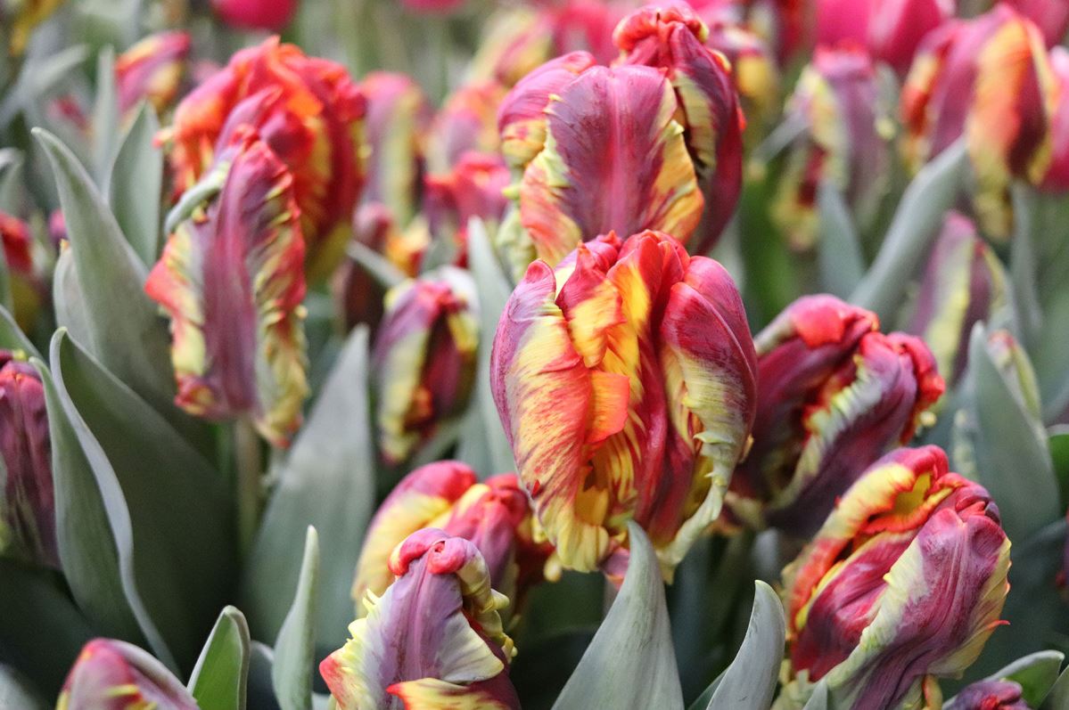 Rasta Parrot – Tulip