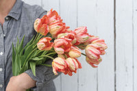 Apricot Parrot – Tulip