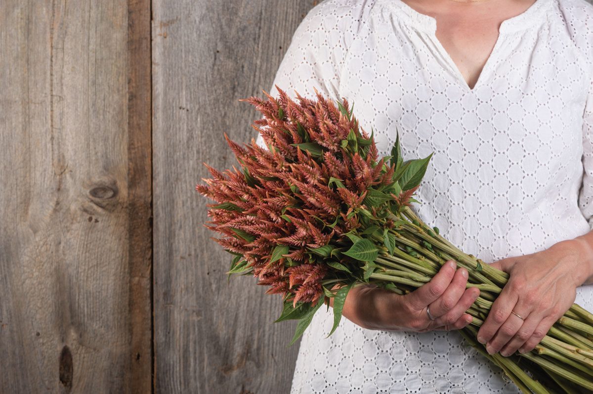 Celway? Terracotta – Film-Coated Celosia Seed