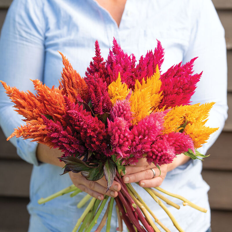 Sunday Mix – Celosia Seed