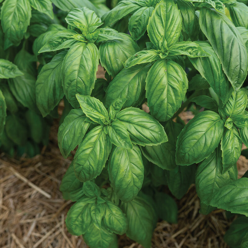 Mia Prospera Active DMR – Organic Basil Seed