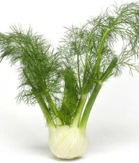 Fennel- Sweet