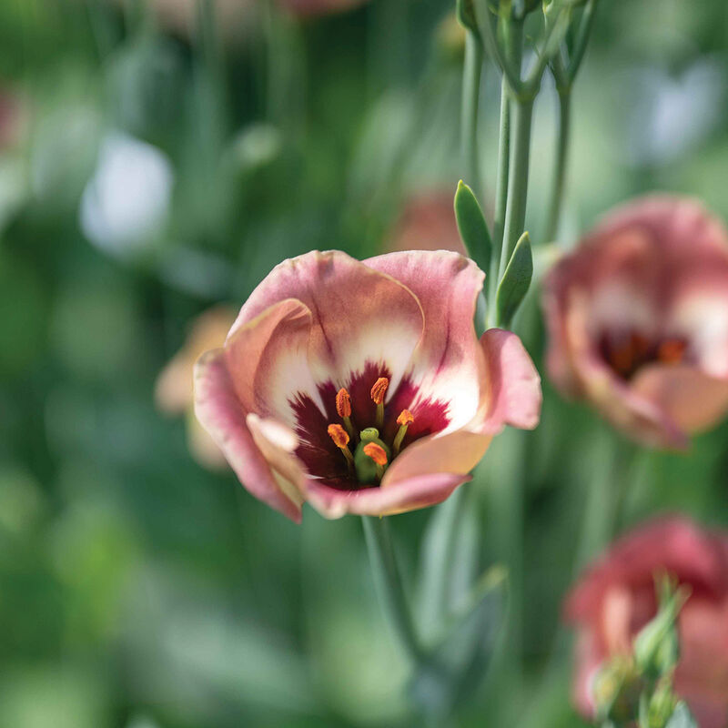 Pucchino Choco 3 Lisianthus Seed