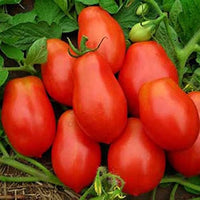 Tomato Roma Organic Vegetable Seeds