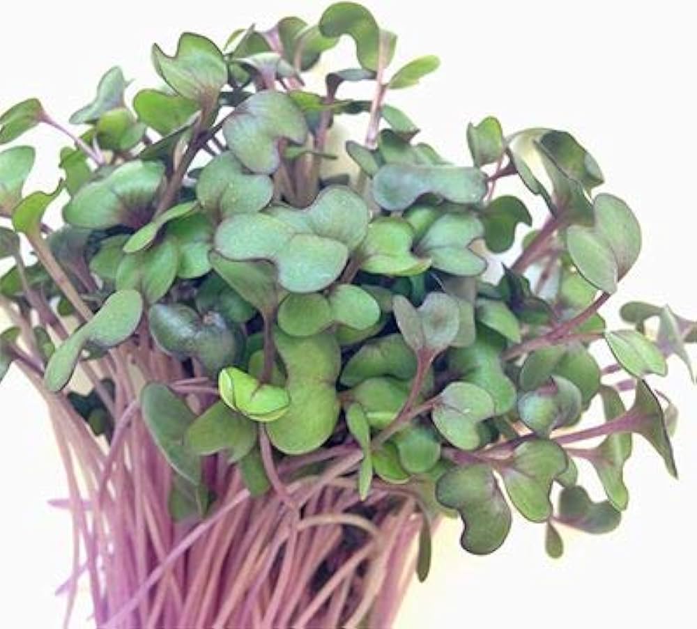 Cabbage Red Micro - Microgreen Seeds