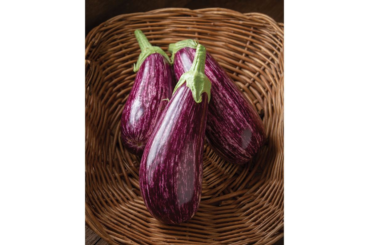 Annina – Organic Eggplant Seed