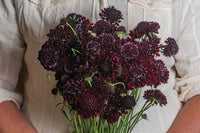 Black Beauty – Organic Scabiosa Seed