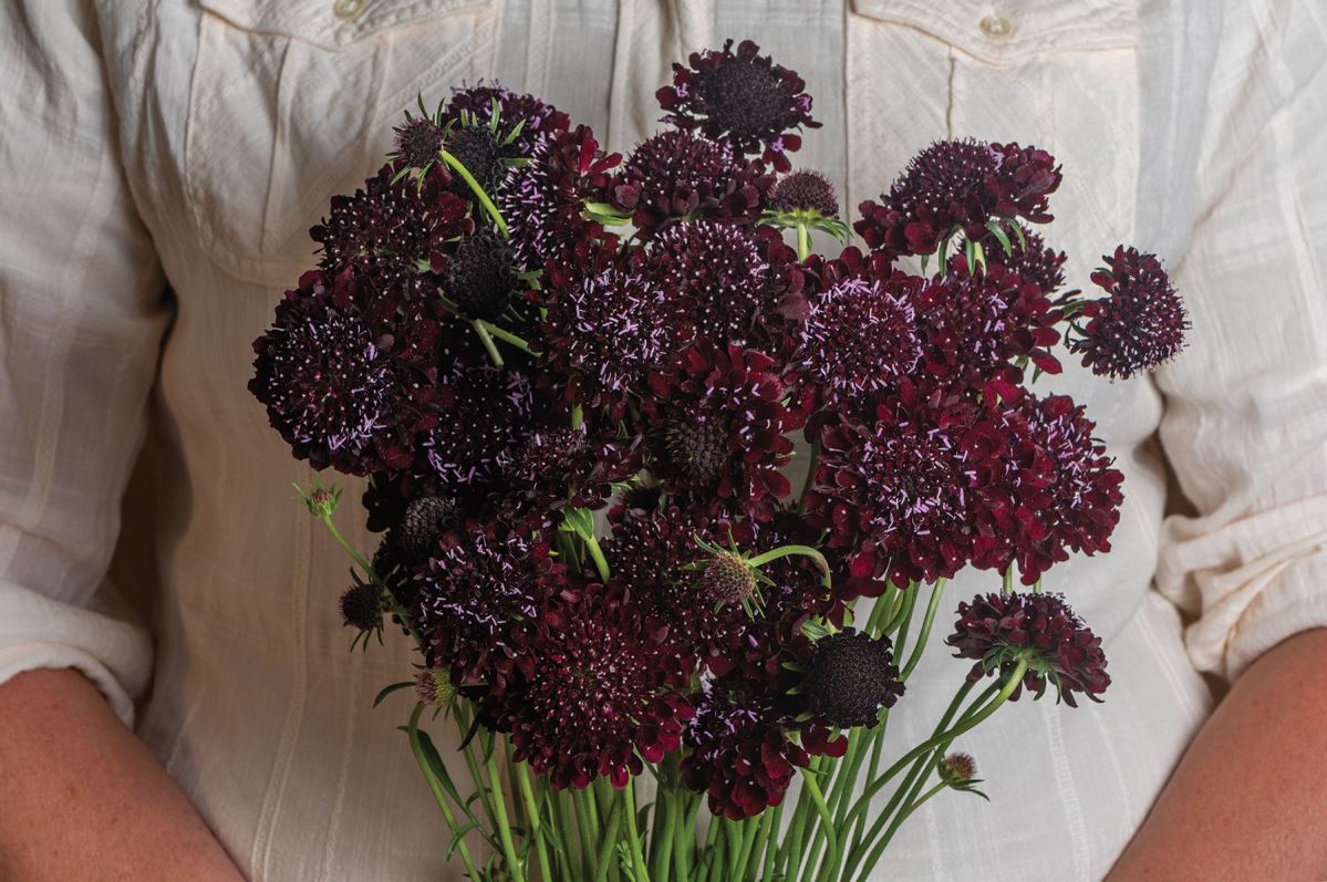 Black Beauty – Organic Scabiosa Seed