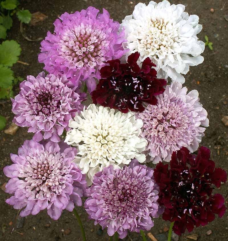 Pincushion Mix – Organic Scabiosa Seed