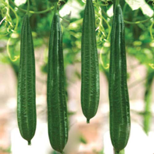 Ridge Gourd Jaipur Long Vegetable Seeds