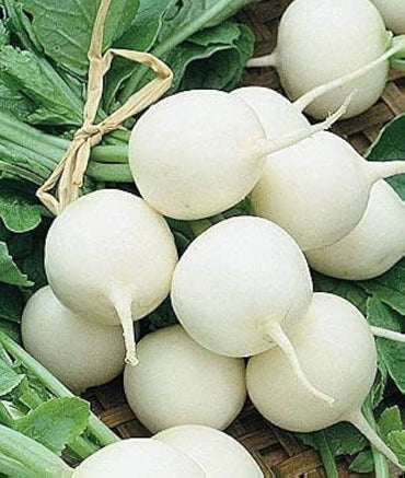 Radish- White Beauty