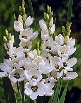 Ixia Mabel White Bulb