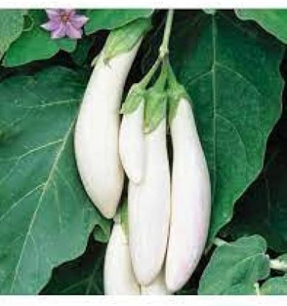 Brinjal White Long Vegetable Seeds