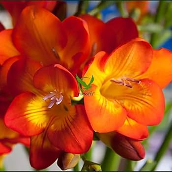 Freesia Red Bulb