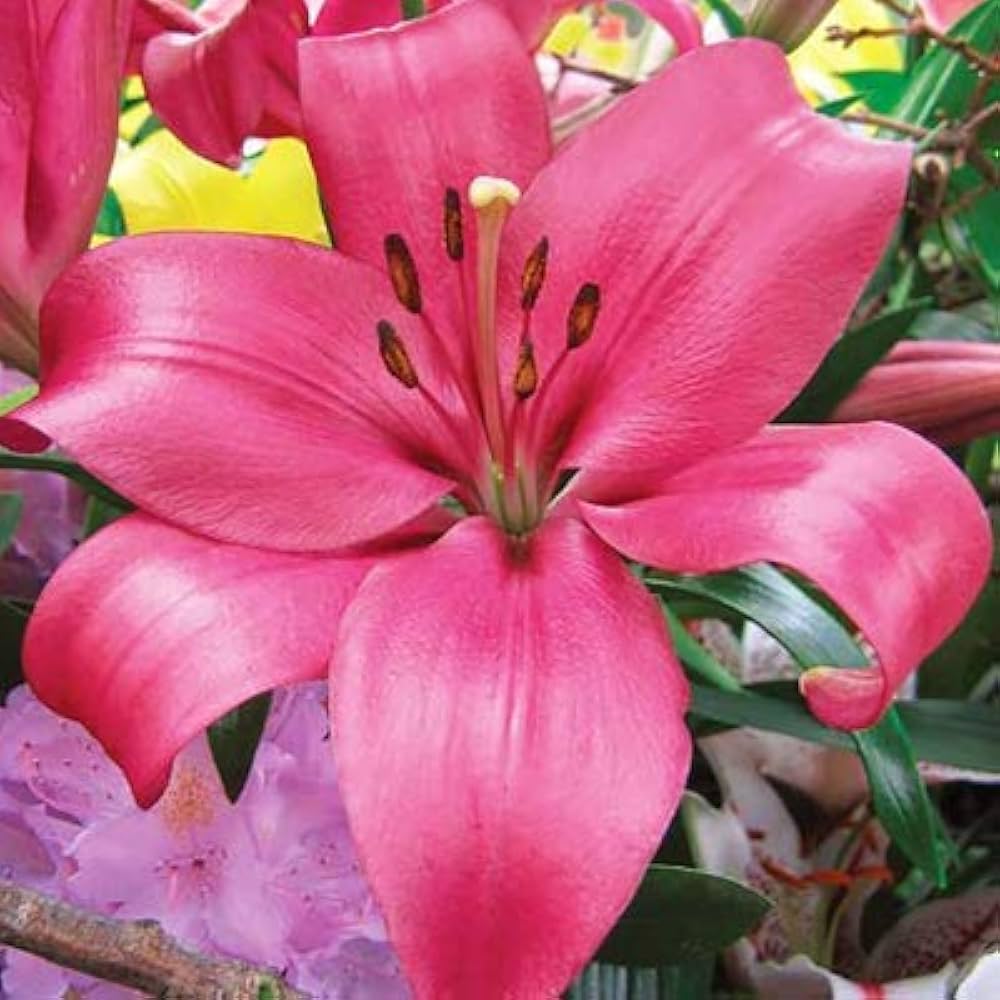 Monado Asiatic Lily Dark Pink Bulbs