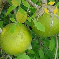 Aegle Marmelos, Bel Tree, Bilva Patra - Seeds