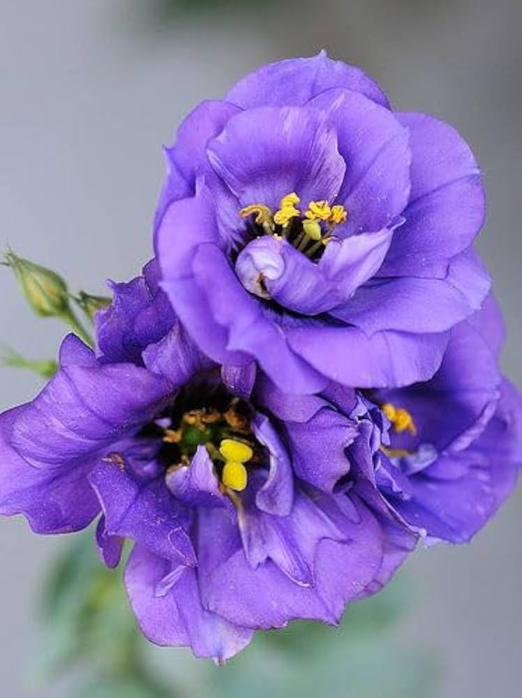 Mariachi Blue – Lisianthus Seed