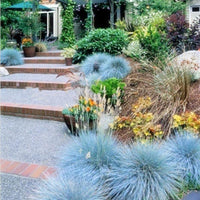 Blue Fescue Grass Seeds Perennial Hardy Ornamental Grass