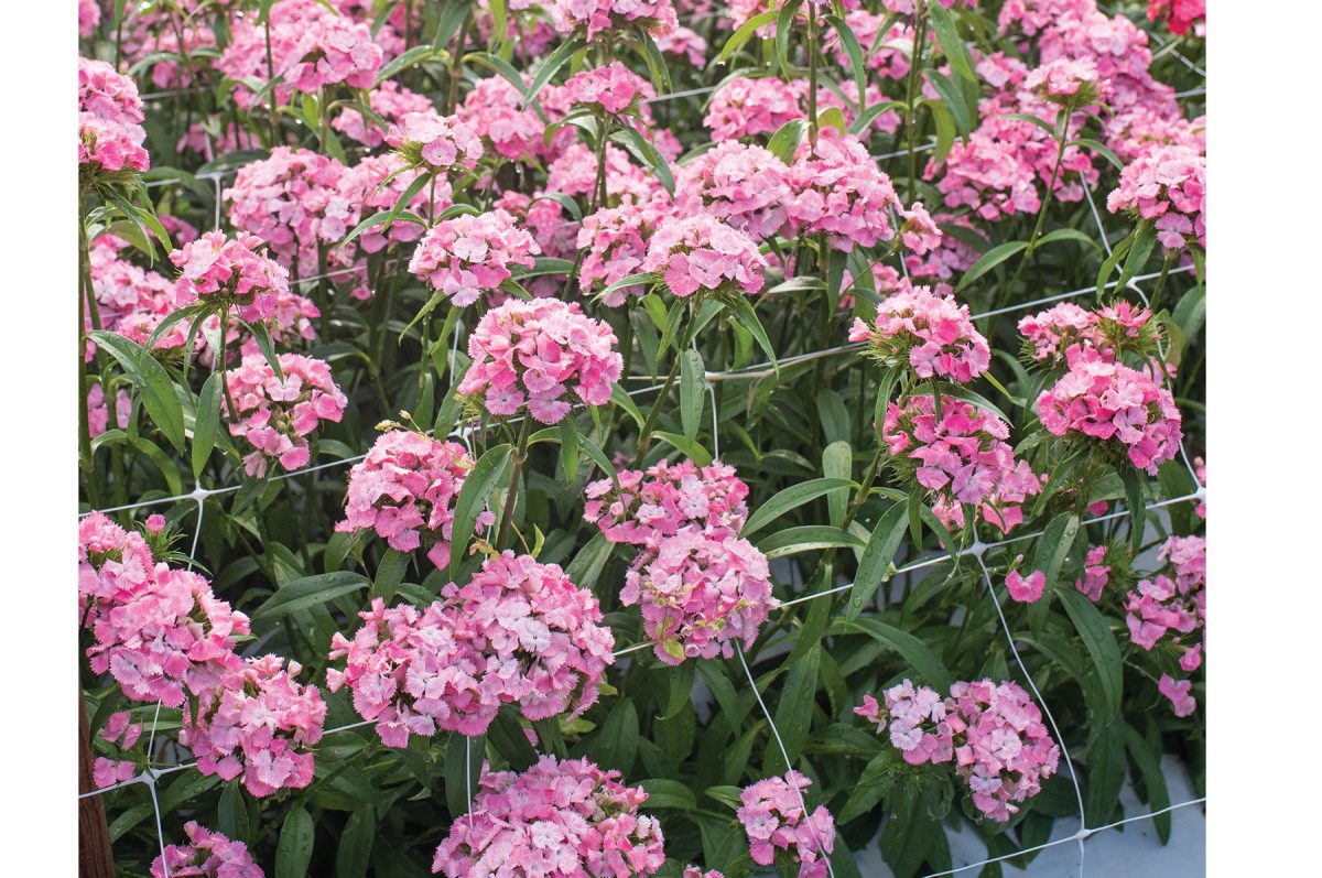 Sweet Pink – Pelleted Dianthus Seed