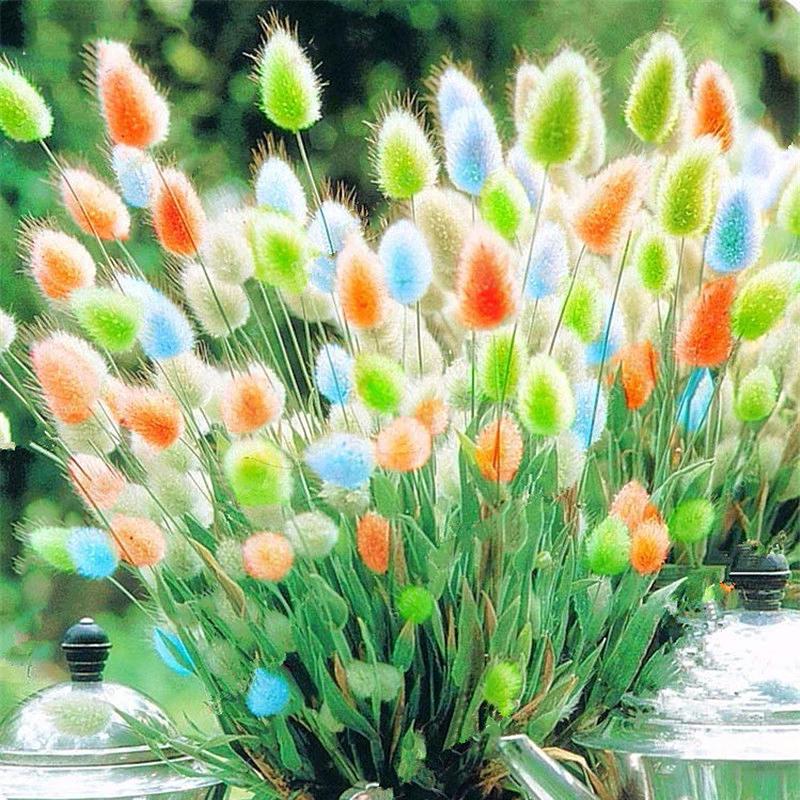 Rabbit Tail Grass Seeds Mixed Color Bunny Tail Grass Decor Seeds