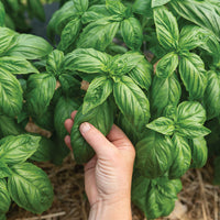 Mia Prospera Active DMR – Organic Basil Seed