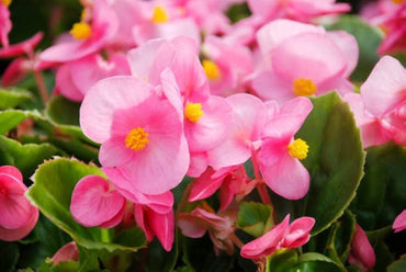 Pizzazz Pink Angle Winged Begonia Seeds