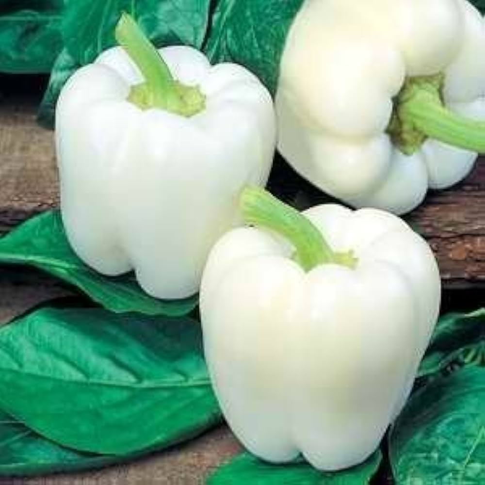 Capsicum- White Bell