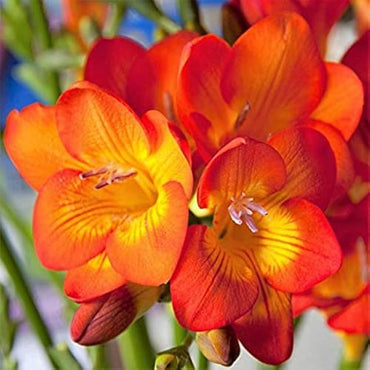 Freesia Orange Bulb