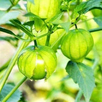 Tomatillo- Verde Puebla