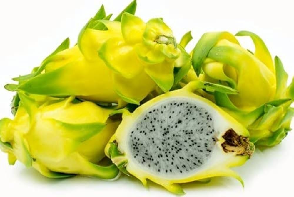 Dragon Fruit- Yellow 68 (Cutting)