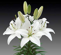 Tavira Asiatic Lily White Bulbs