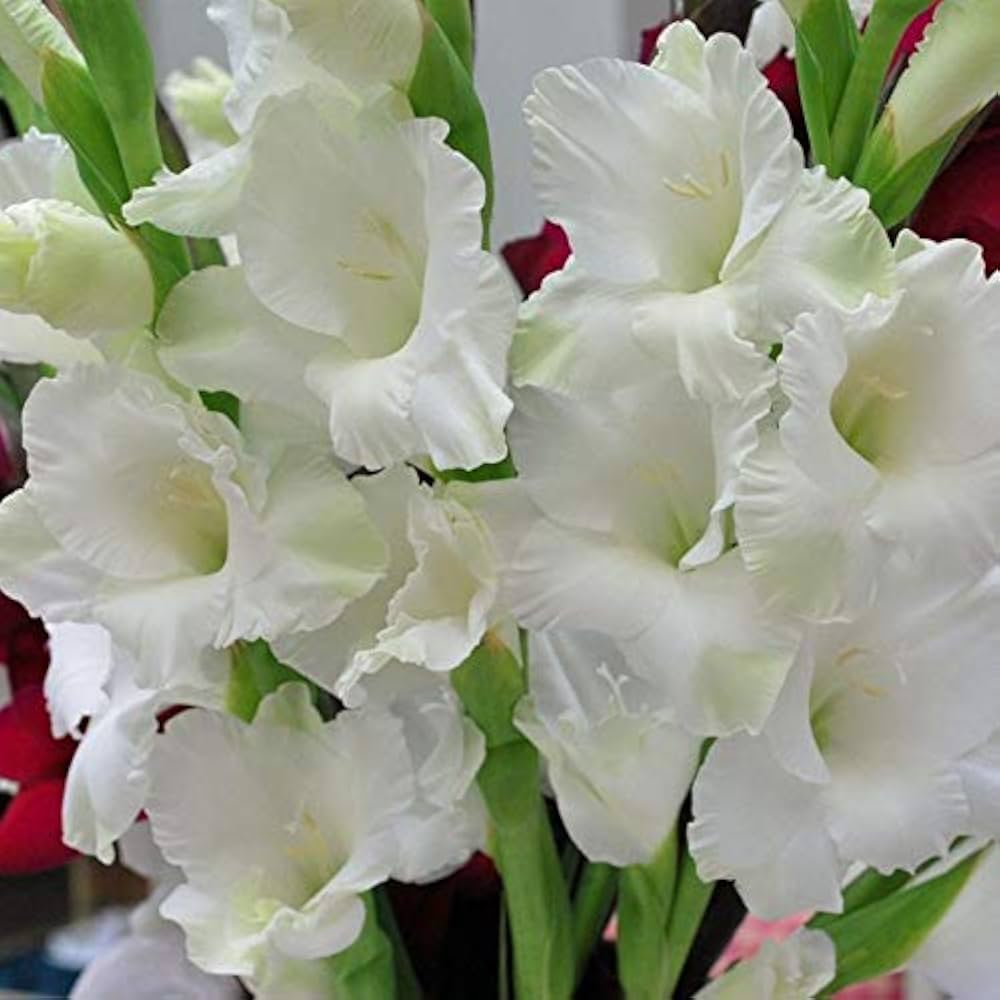 Pearl Priscilla Creamy White Bulbs